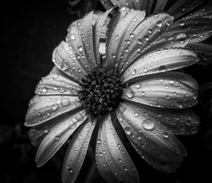 Close-up of wet flower