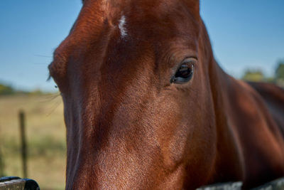 Close-up of horse