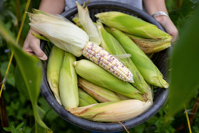 Close-up of corn