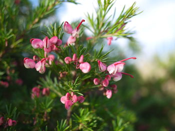 Close-up of pink flowers blooming outdoors