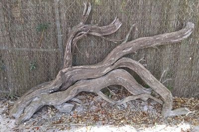 Close-up of bare tree trunk in forest