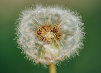 Close-up of dandelion