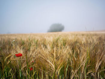 Scenic view of wheat field against sky