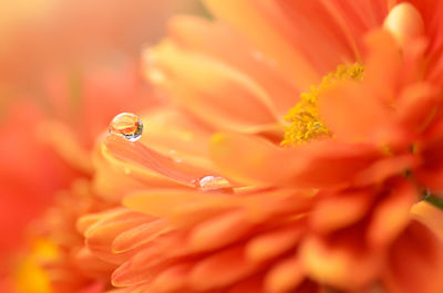 Close-up of water drops on orange flower