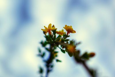 Close-up of flowering plant against sky