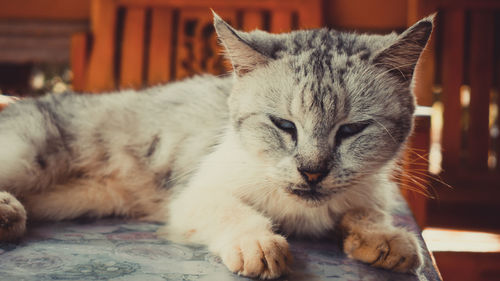 Close-up portrait of a cat