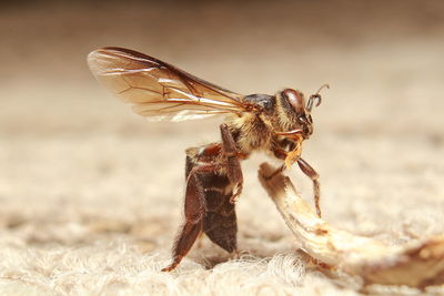 Close-up of butterfly