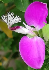 Close-up of pink lotus water lily
