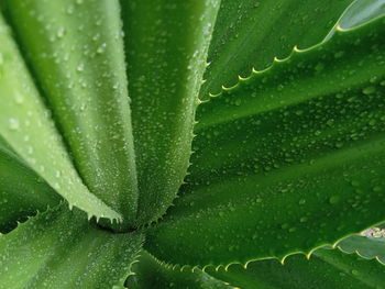 Close-up of dew drops on leaf