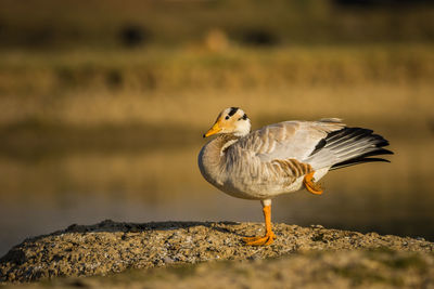 Close-up of bird perching on rock