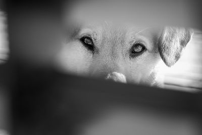 Close-up portrait of a dog