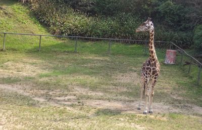 View of an animal on field