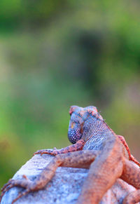 Close-up of lizard on rock