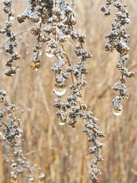 Close-up of dry plant hanging outdoors