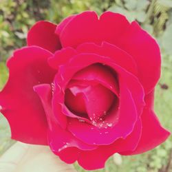 Close-up of pink rose