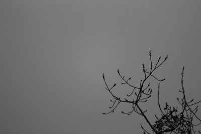 Low angle view of trees