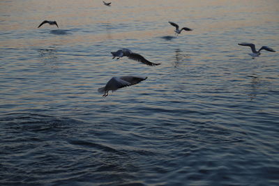 Seagulls flying over lake