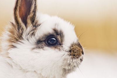 Close-up of an animal head