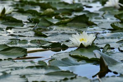 Close-up of lotus water lily in pond