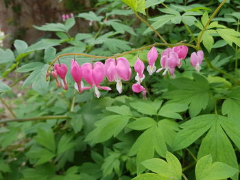 Close-up of pink flowering plants