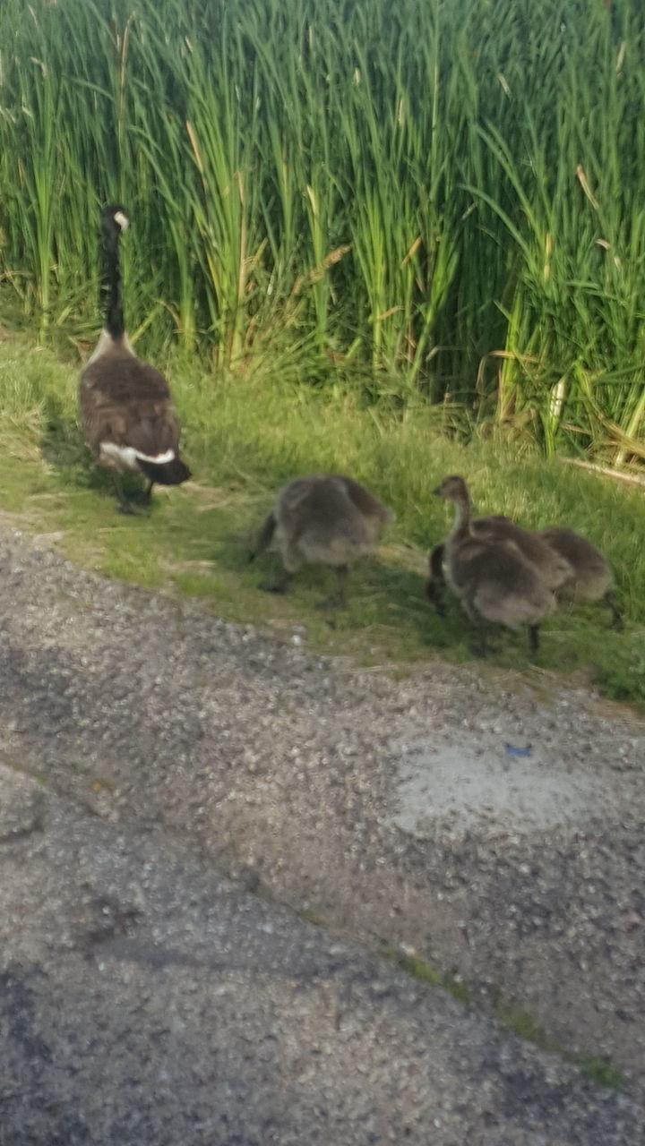 DUCKS IN LAKE BY GRASS