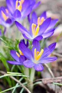 Close-up of purple crocus