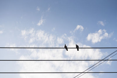 Low angle view of silhouette birds perching on cables against cloudy sky