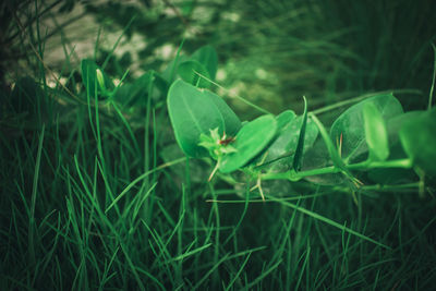 Close-up of snake on grass