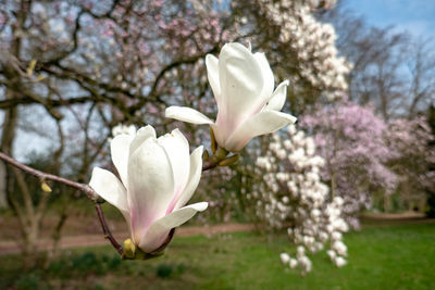 Close-up of fresh white cherry blossoms in spring