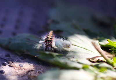 Close-up of spider