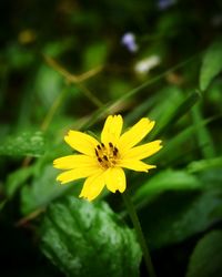 Close-up of yellow flower blooming outdoors