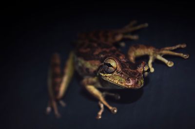 Close-up of turtle on black background