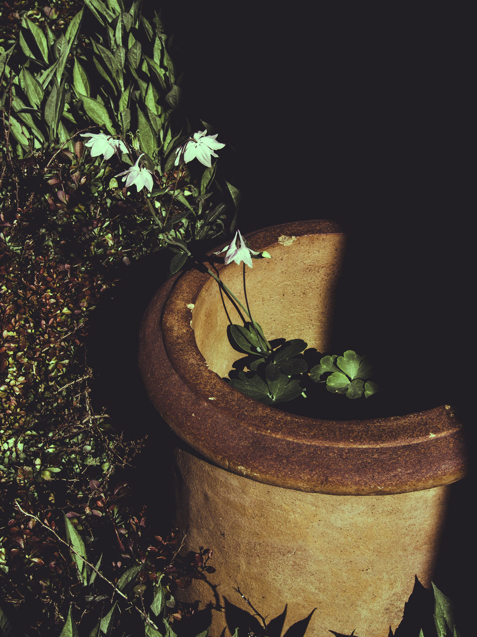 plant, freshness, growth, flower, leaf, potted plant, close-up, nature, high angle view, fragility, green color, table, beauty in nature, no people, white color, growing, day, outdoors, front or back yard, stem