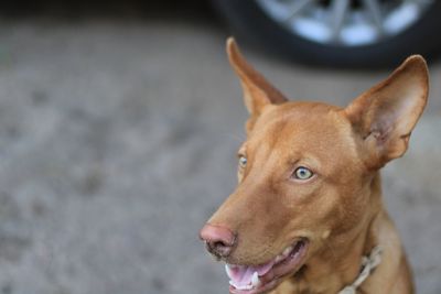 Close-up of dog looking away