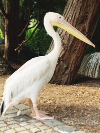 Close-up of a bird on field