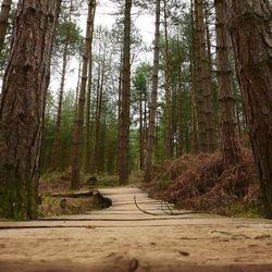 Pathway along trees in forest