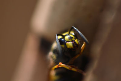 Close-up of insect