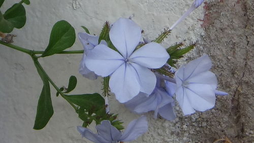 High angle view of flowers blooming outdoors