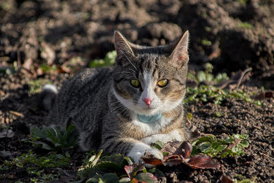 A grey tabby cat on a field. see the green eyes, the white nose and the fine drawing in the fur