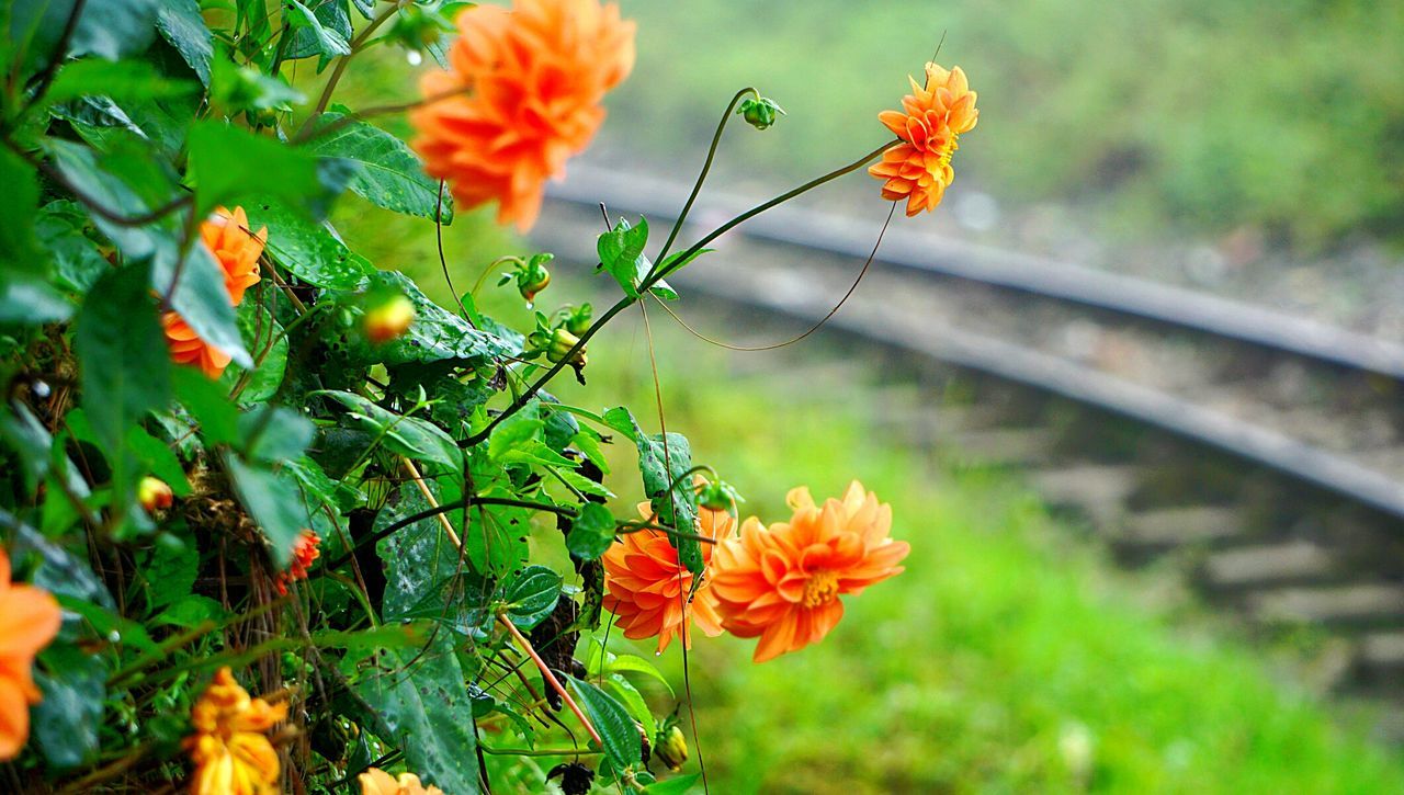 nature, beauty in nature, plant, flower, growth, fragility, no people, green color, day, outdoors, blooming, freshness, close-up, flower head, water