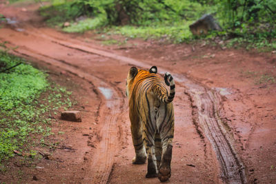 Rear view of tiger walking in the ranthambhore national park