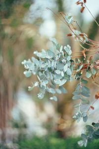 Close-up of white flowering plant