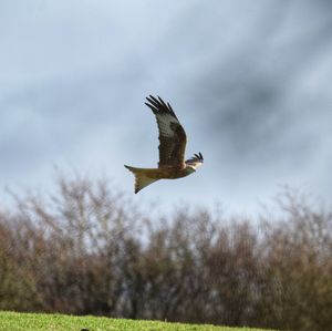 Low angle view of seagull flying in sky