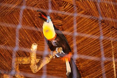 Low angle view of bird perching on wood