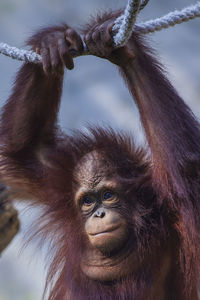 Close-up portrait of a monkey