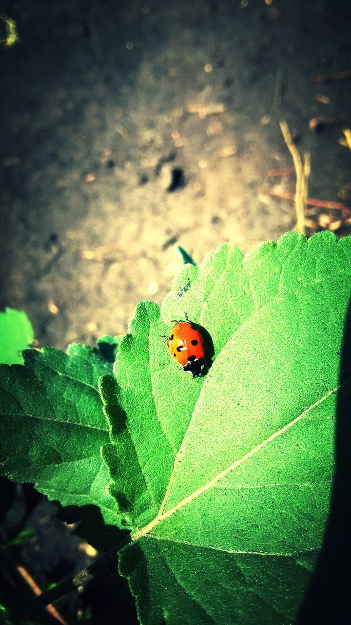 one animal, animal themes, insect, animals in the wild, wildlife, leaf, green color, ladybug, close-up, nature, plant, focus on foreground, selective focus, orange color, high angle view, beauty in nature, no people, outdoors, spotted, day