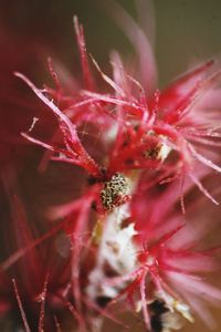 Close-up of flower against blurred background