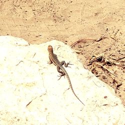 High angle view of insect on ground