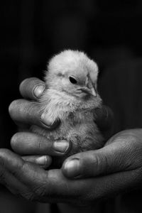 Close-up of mans hands holding chicken