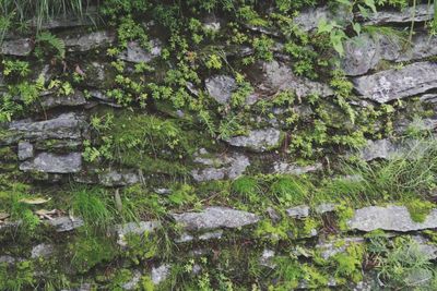 Close-up of moss growing on rock in forest